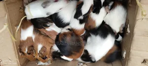 Beautiful Guinie Pigs