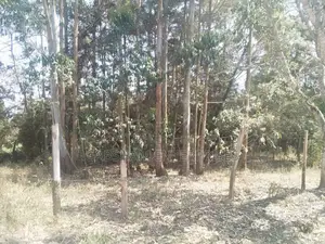 1/2(Half) an Acre Land in Mua Hills for Sale