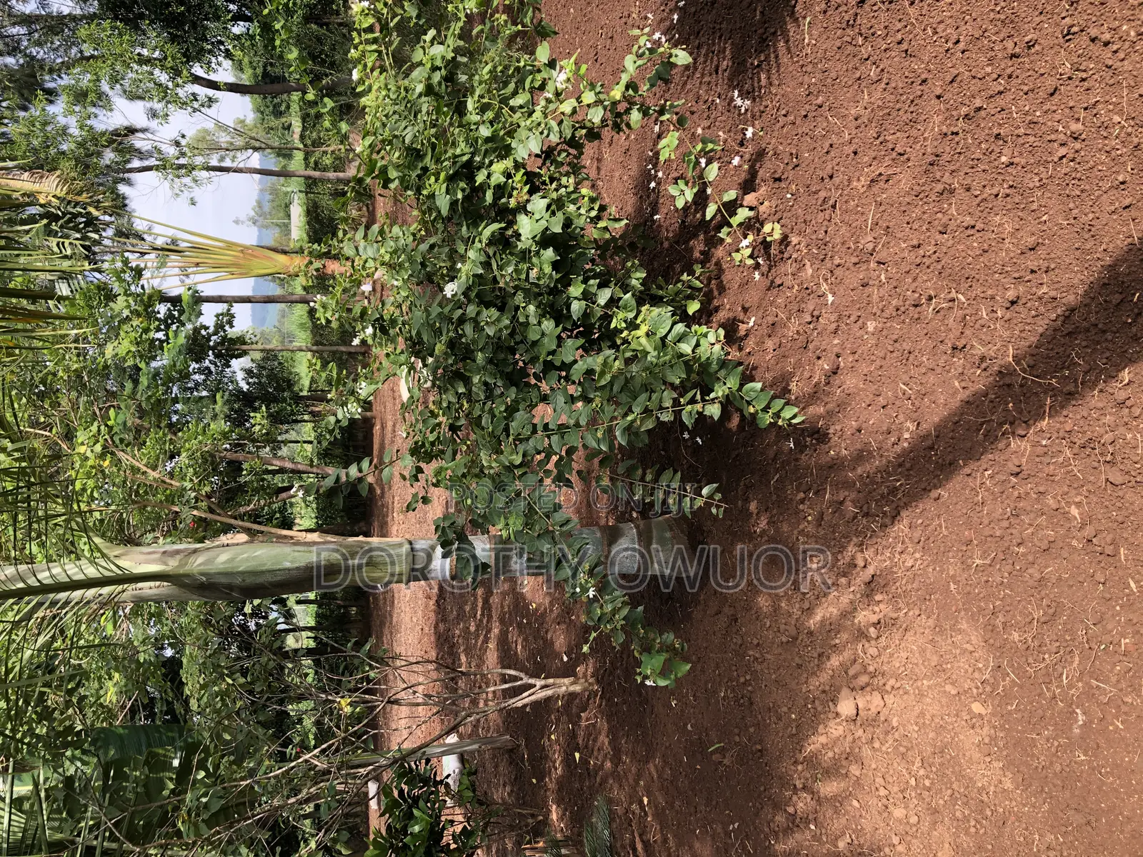 Bustanini Landscapers