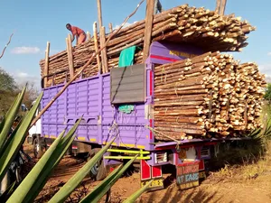 Sisal Poles Delivery Service.