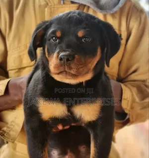 1-3 months Male Purebred Rottweiler
