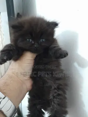 1-3 months Male Purebred Persian