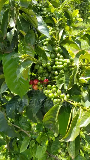 5000 Acres Coffee Farms for Sale in Kiambu County Kenya