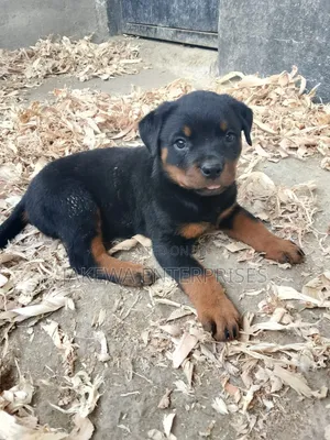 1-3 months Male Purebred Rottweiler