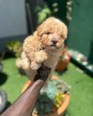 1-3 months Male Purebred Poodle