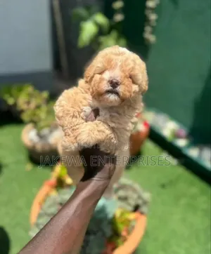 1-3 months Male Purebred Poodle