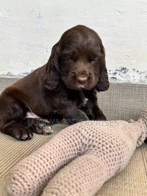 1-3 months Male Purebred Cocker Spaniel