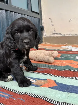 1-3 months Female Purebred Cocker Spaniel