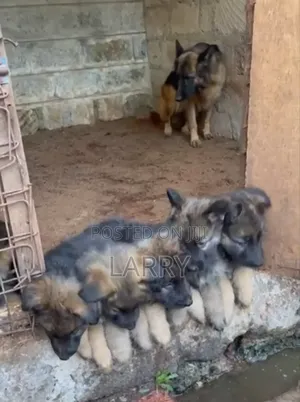 1-3 months Male Purebred German Shepherd