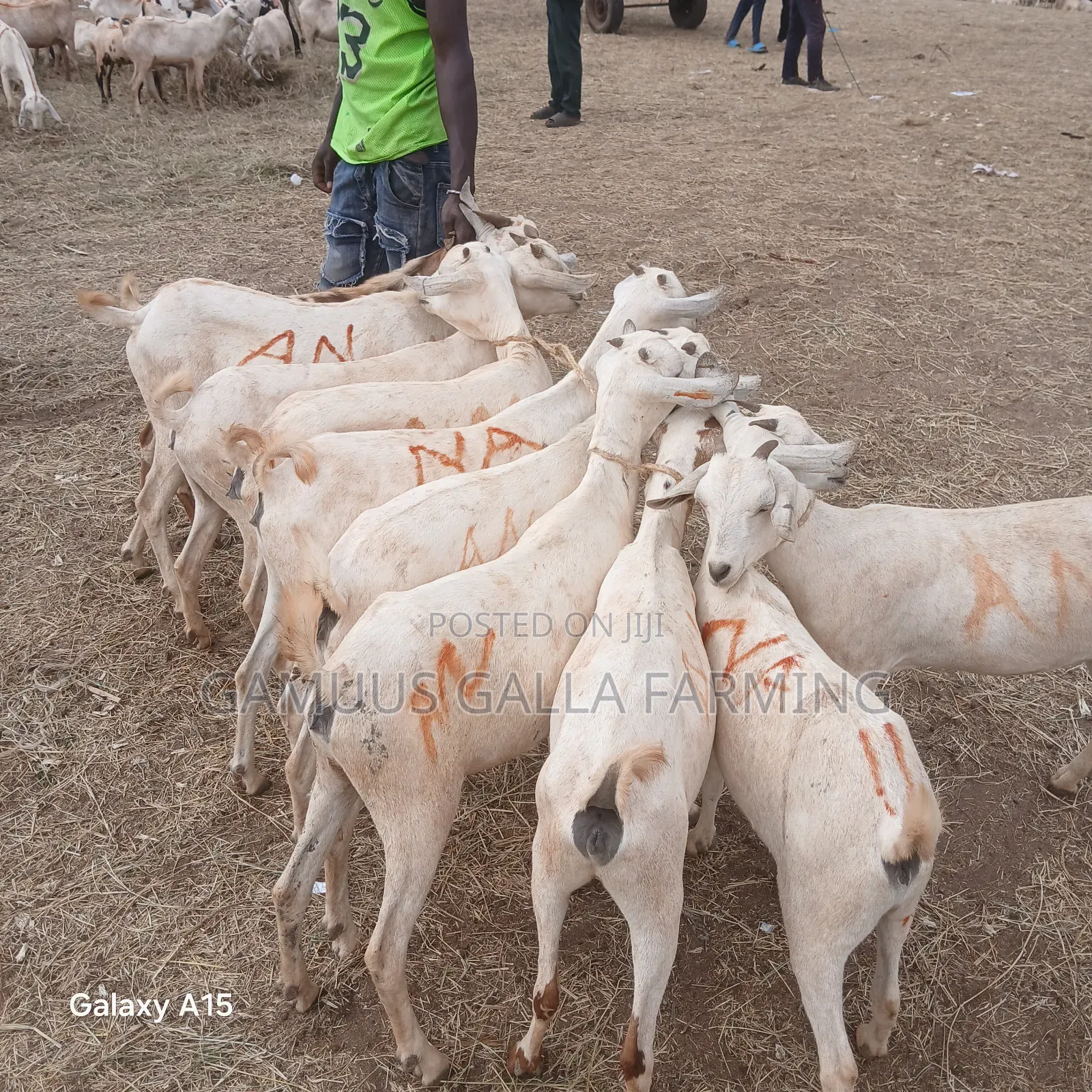 Alinurki Galla Goats