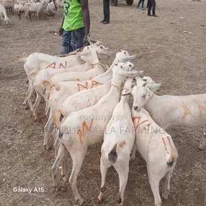 Alinurki Galla Goats