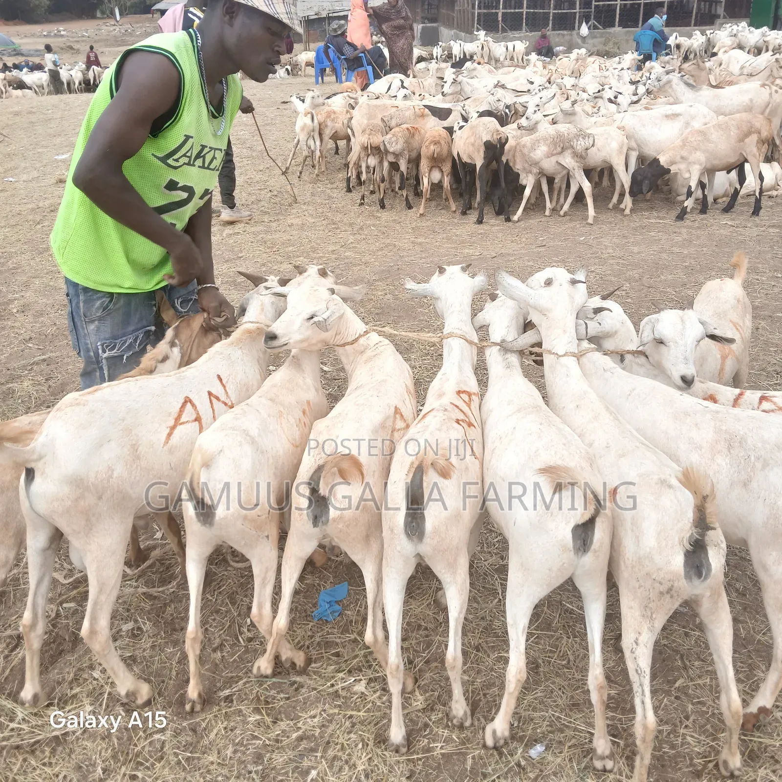 Alinurki Galla Goats