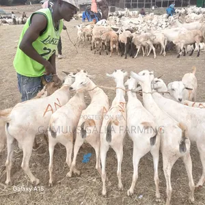 Alinurki Galla Goats