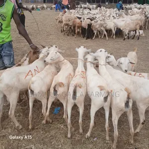 Alinurki Galla Goats