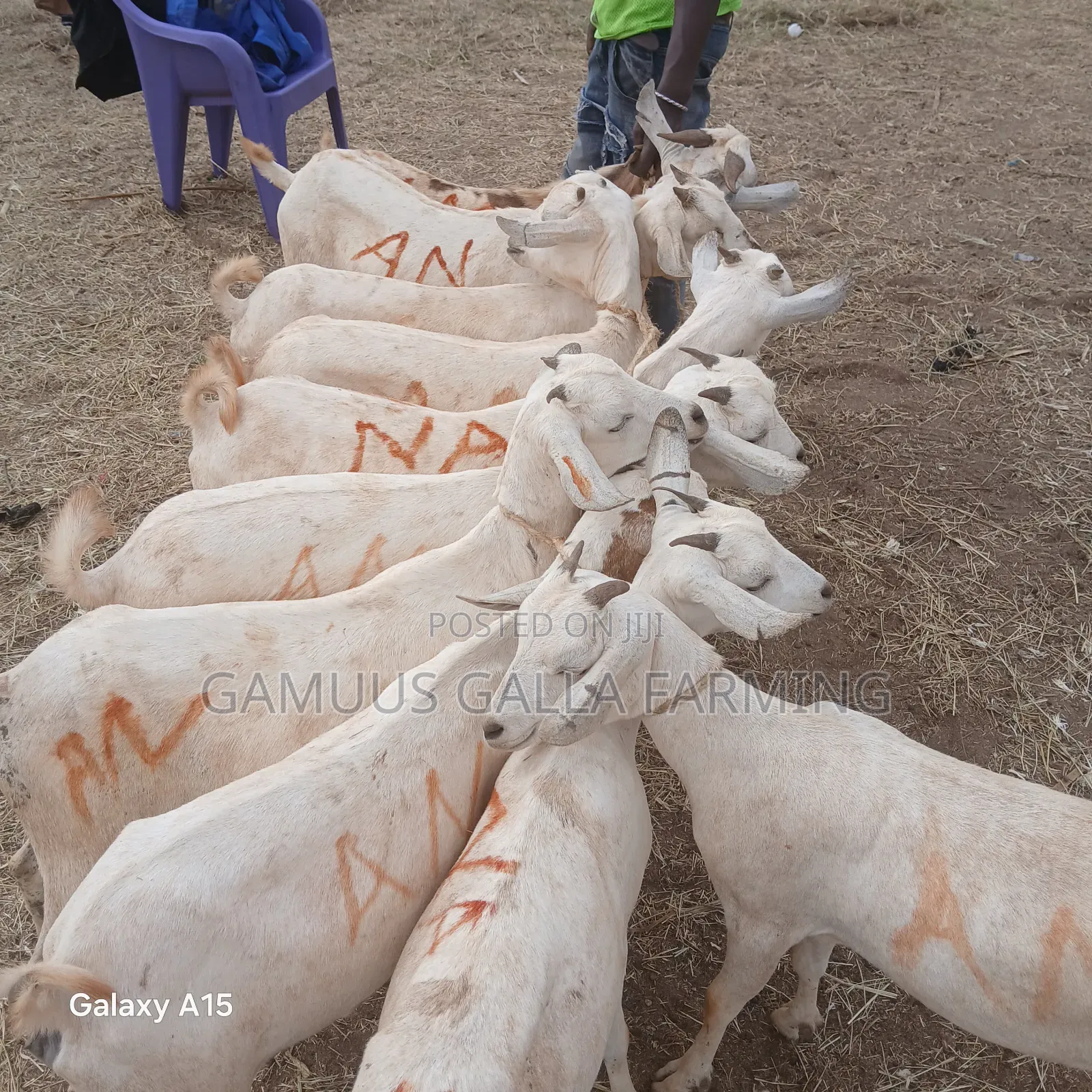 Alinurki Galla Goats