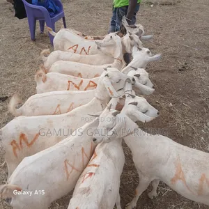 Alinurki Galla Goats