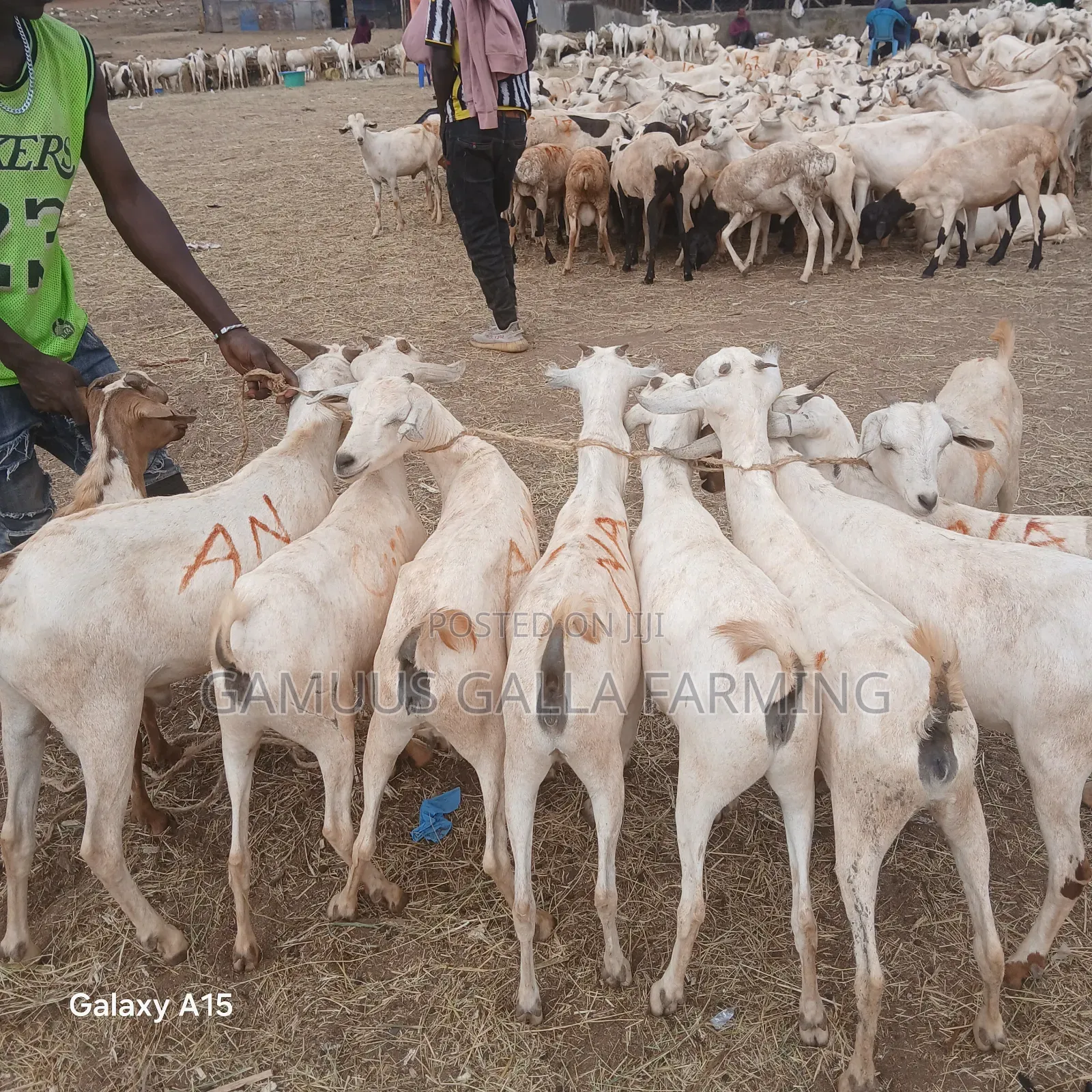 Alinurki Galla Goats