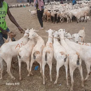 Alinurki Galla Goats