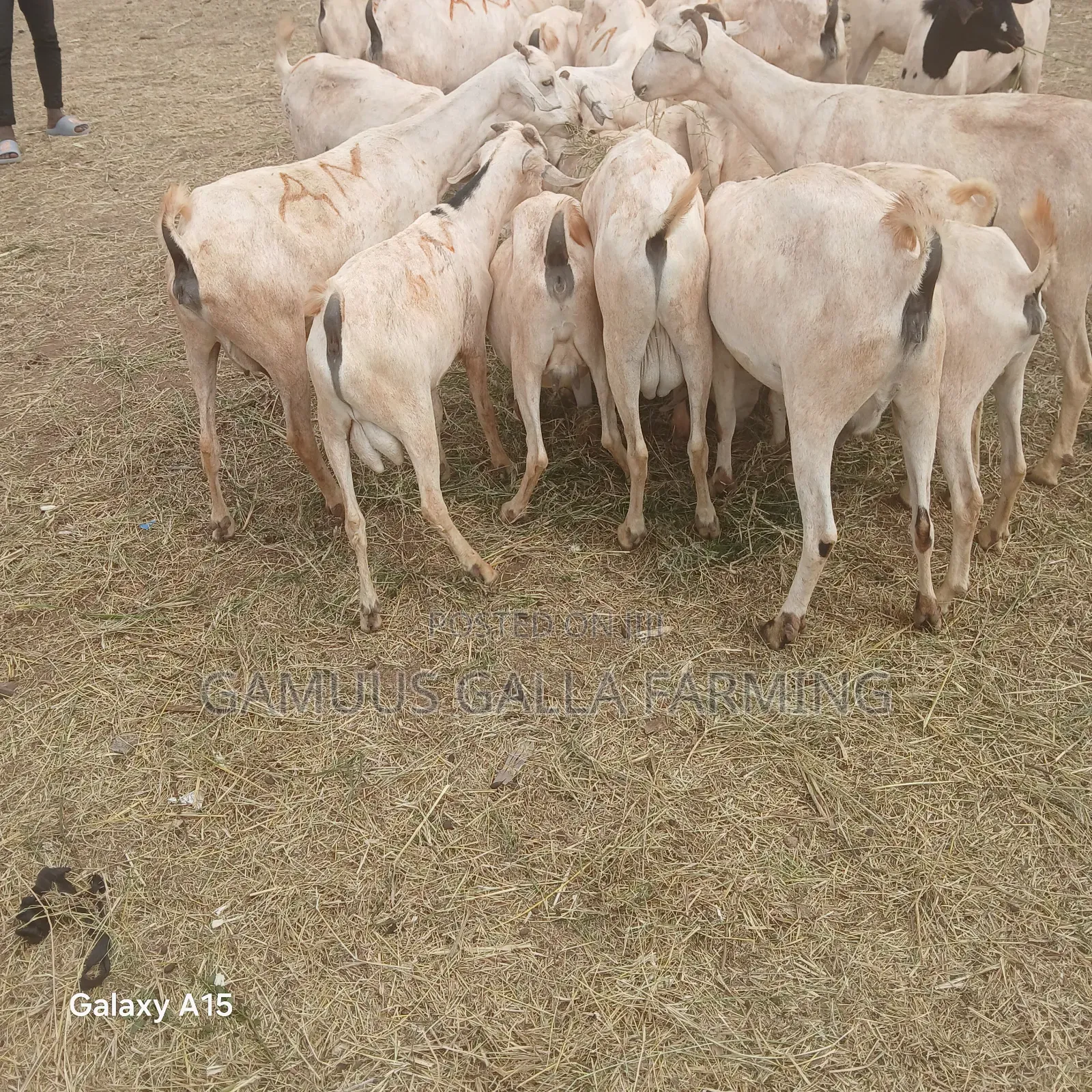 Alinurki Galla Goats