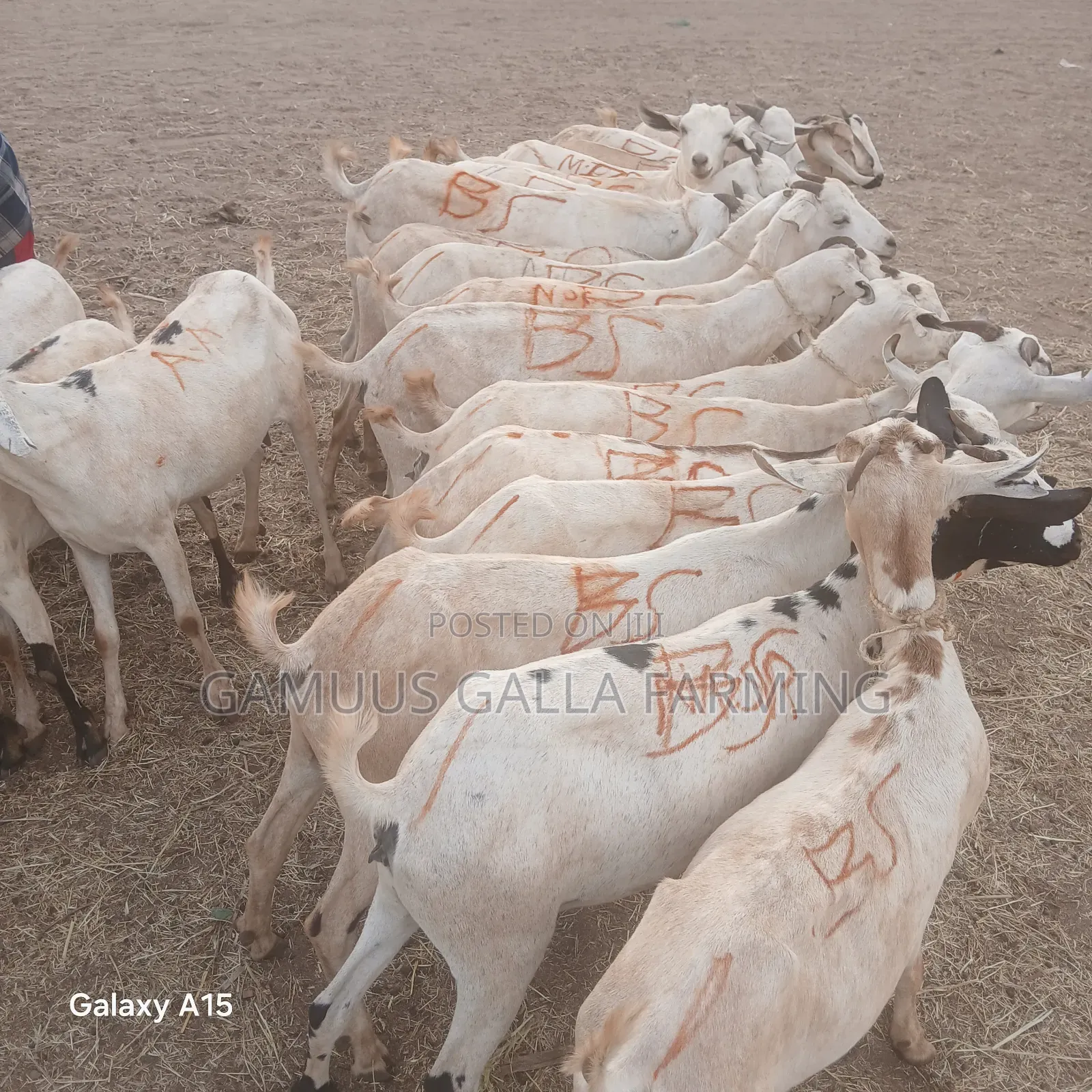 Alinurki Galla Goats