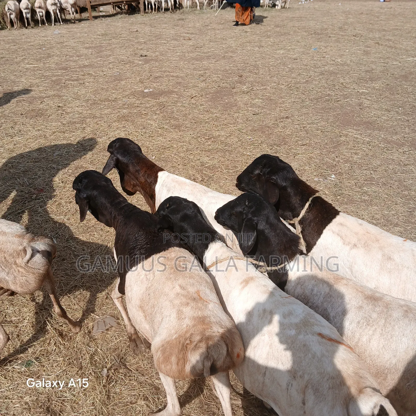 Alinurki Galla Goats