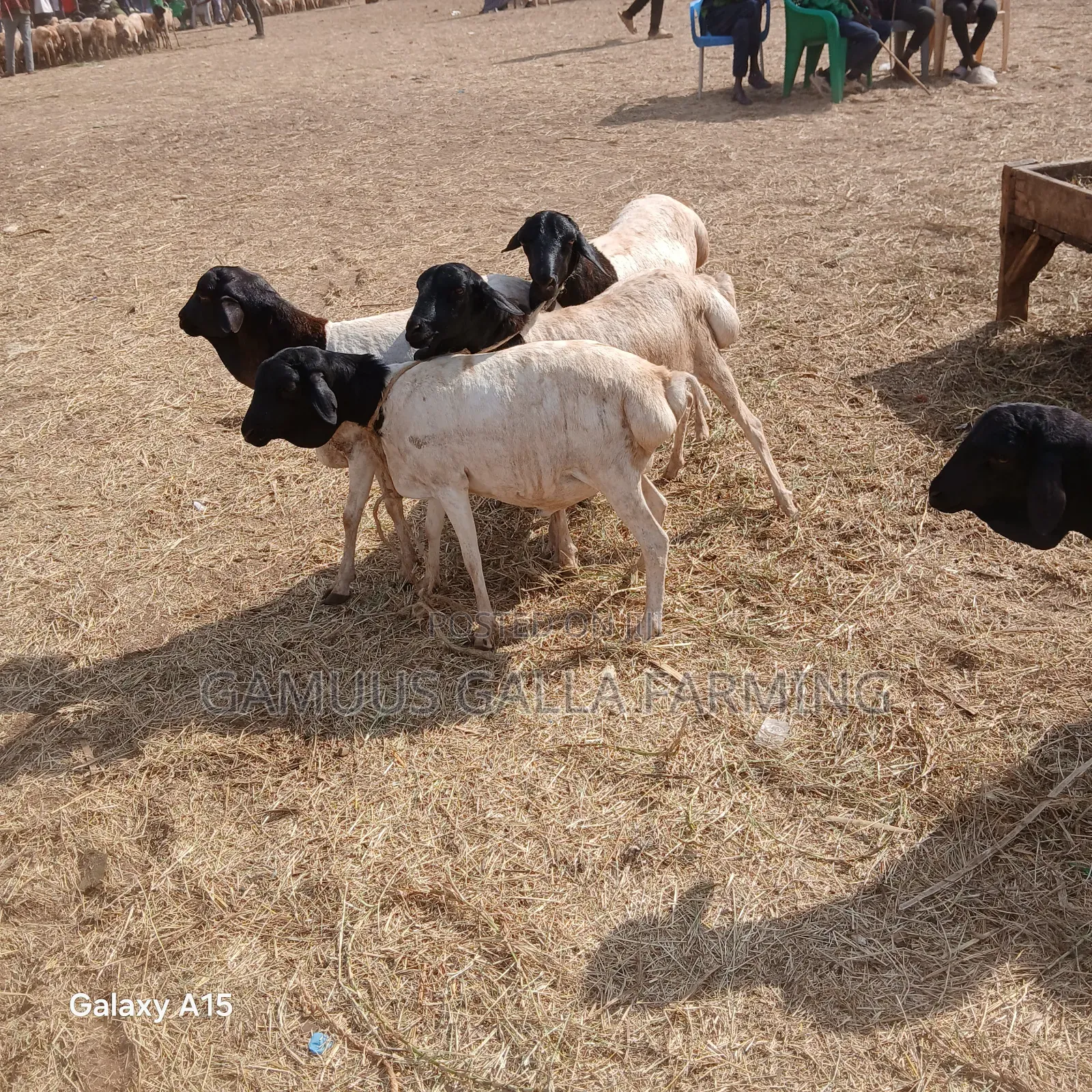 Alinurki Galla Goats