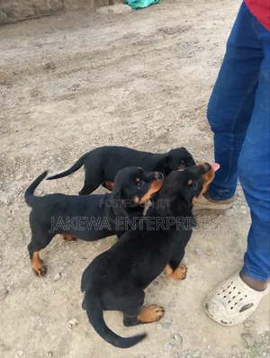 1-3 months Female Purebred Rottweiler
