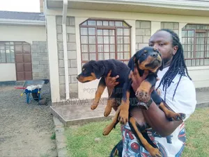 1-3 months Female Purebred Rottweiler