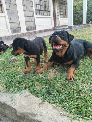 1-3 months Male Purebred Rottweiler