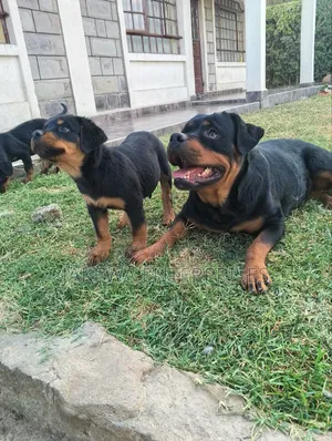1-3 months Female Purebred Rottweiler