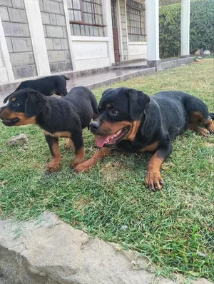 1-3 months Female Purebred Rottweiler