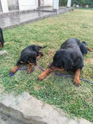 1-3 months Female Purebred Rottweiler