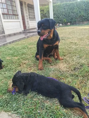 1-3 months Male Purebred Rottweiler