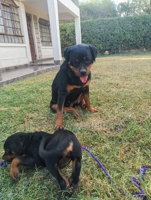1-3 months Male Purebred Rottweiler