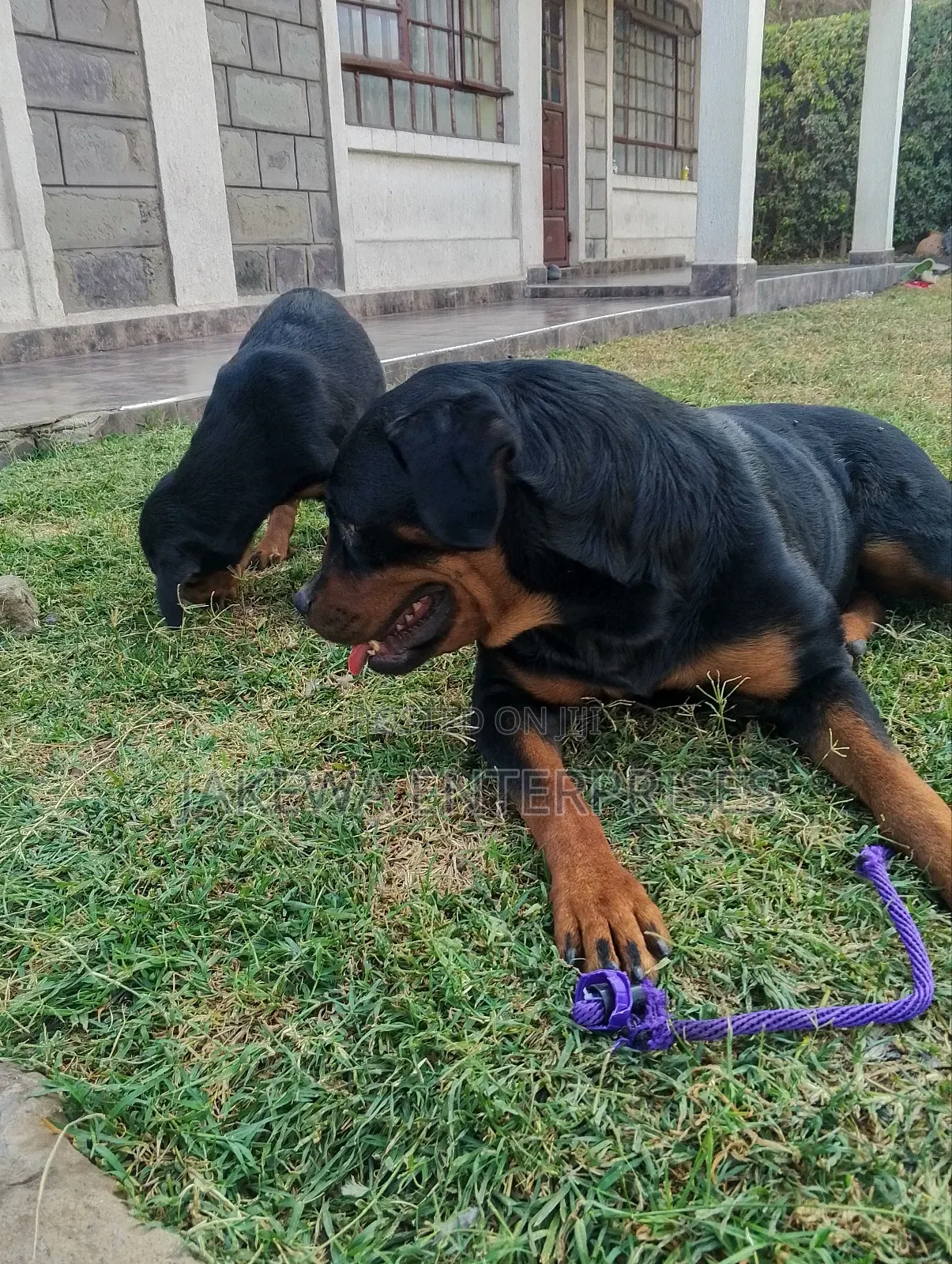 1-3 months Male Purebred Rottweiler
