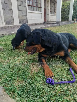1-3 months Male Purebred Rottweiler