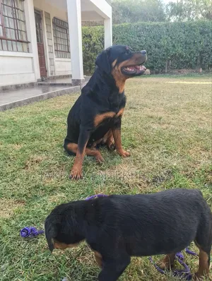1-3 months Female Purebred Rottweiler