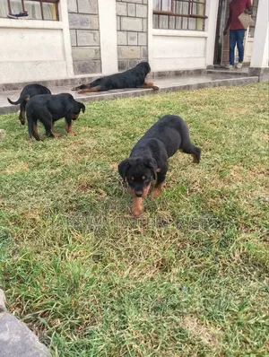 1-3 months Female Purebred Rottweiler