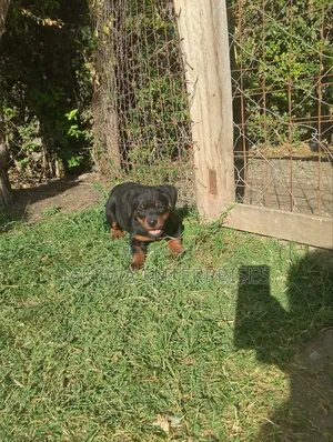 1-3 months Male Purebred Rottweiler