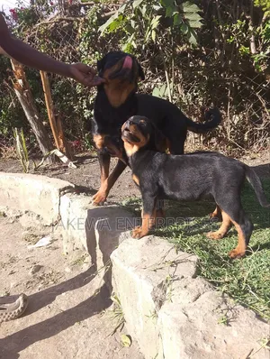 1-3 months Female Purebred Rottweiler
