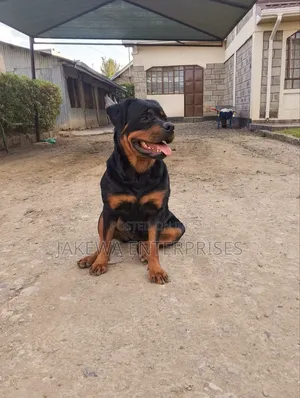 1-3 months Female Purebred Rottweiler