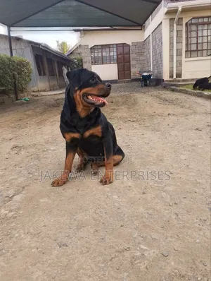1-3 months Male Purebred Rottweiler