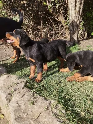1-3 months Female Purebred Rottweiler