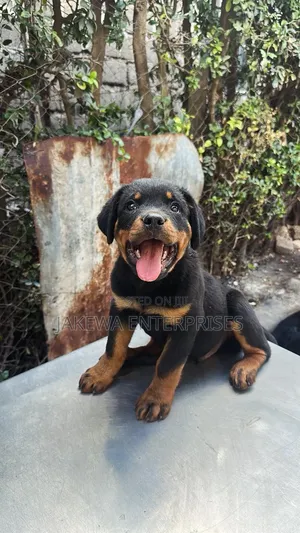 1-3 months Female Purebred Rottweiler