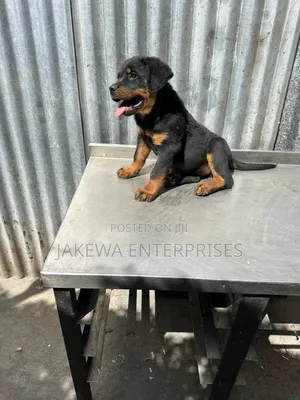 1-3 months Male Purebred Rottweiler