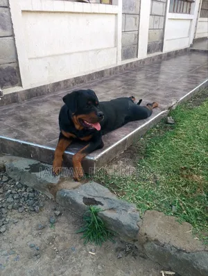 1-3 months Female Purebred Rottweiler