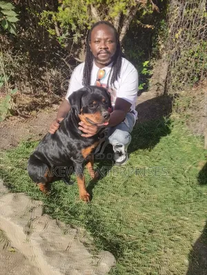 1-3 months Male Purebred Rottweiler