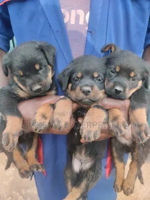 1-3 months Female Purebred Rottweiler