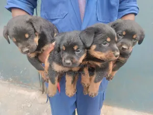 1-3 months Male Purebred Rottweiler