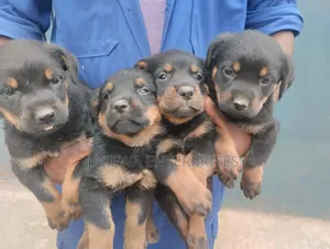 1-3 months Female Purebred Rottweiler
